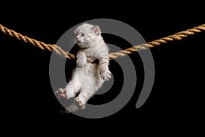 Cute little white kitten on a black background. hanging on the rope