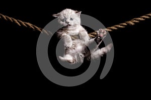 Cute little white kitten on a black background. hanging on the rope