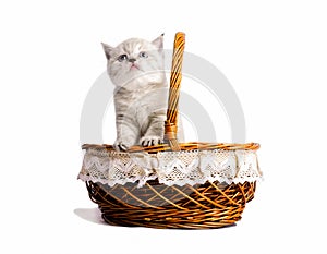 Cute little white kitten looks out of the basket. on a white background
