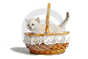 Cute little white kitten looks out of the basket. on a white background