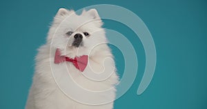 Cute little white pomeranian puppy posing in studio