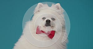 Cute little white pomeranian puppy posing in studio