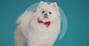 Cute little white pomeranian puppy posing in studio