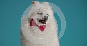 Cute little white pomeranian puppy posing in studio