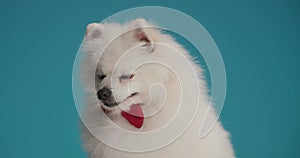 Cute little white pomeranian puppy posing in studio