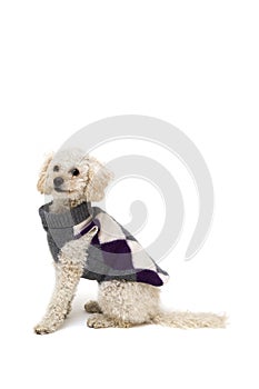Cute little white poodle in dog clothes