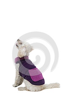 Cute little white poodle in dog clothes