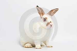 Cute little white rabbit with long ears Sit on a white floor.