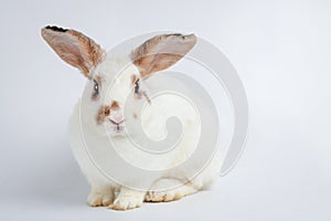 Cute little white rabbit with long ears Sit on a white floor.