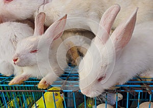 Cute little white rabbit resting with it's eyes closed in a pet market in Bangladesh. White asian Rabbit