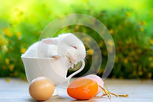 cute little white rabbit sleeping in a lovely cup with natural bokeh in the background. easter concept