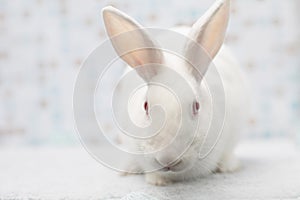 Cute little white rabbit at soft homie background steping toward