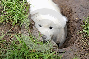 Cute Little White Samoyed Puppy Dog in Muddy Hole