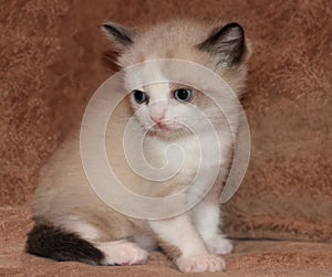 Cute Scottish stright kitten on light brown sofa photo