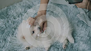 Cute little white spitz dog playing with hand and lying on the carpet in the living room