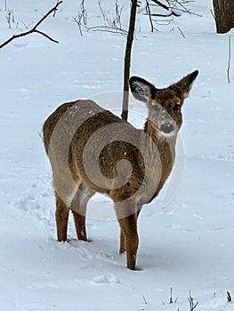 Cute little whitetail deer during Wisconsin winter