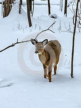 Cute little whitetail deer during Wisconsin winter