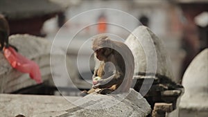 A cute little wild baby monkey picking and eating food from the ground. Streets of Nepal, Kathmandu.