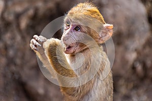 Cute little wild barbary ape eating in Morocco