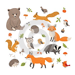 Cute little woodland wild animals and birds