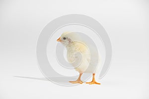 Cute little yellow baby chicken isolated on white background