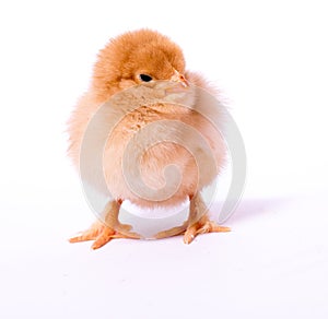 Cute little yellow chick on a white background