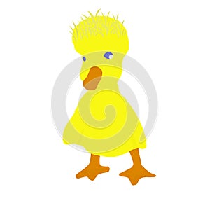 A Cute Little Yellow Duckling