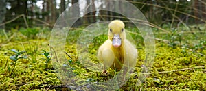 cute little yellow duckling are walking on the green grass in spring forest. easter young duckling concept. wildlife