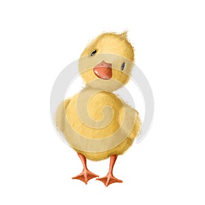Cute little yellow duckling, watercolor style illustration, summer holiday clipart