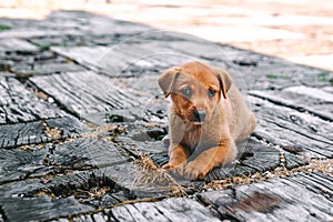 Cute little yellow puppy lying on a wooden path outdoors