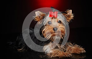 Cute little yorkie dog.