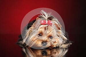 Cute little Yorkie dog resting