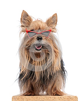 cute little yorkie dog with triangle sunglasses sticking out tongue and panting