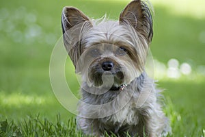 Cute little yorkshire dog, green background