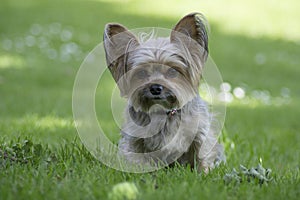 Cute little yorkshire dog, green background