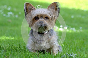 Cute little yorkshire dog, green background