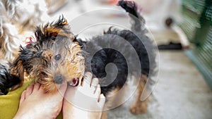 Cute little Yorkshire terrier puppy, black and tan, biting the toes of his mistress