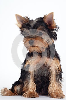 Cute little yorkshire terrier puppy sitting on white background and looking down.