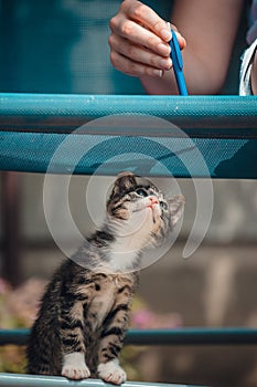 Cute little young black and white tiger cat with blue eyes standing on hind legs. Girl with pencil in hand plays with cat
