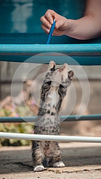 Cute little young black and white tiger cat with blue eyes standing on hind legs. Girl with pencil in hand plays with cat