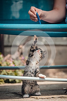 Cute little young black and white tiger cat with blue eyes standing on hind legs. Girl with pencil in hand plays with cat