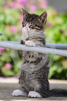 Cute little young black and white tiger cat with blue eyes standing on hind legs and licking and cleaning front paw