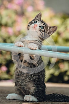 Cute little young black and white tiger cat with blue eyes standing on hind legs and looking up