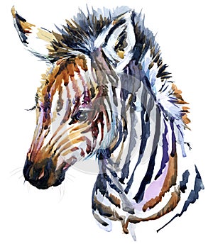 Cute little zebra watercolor illustration. wild baby animals