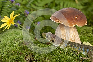 A cute lizard in forest still life with mushrooms