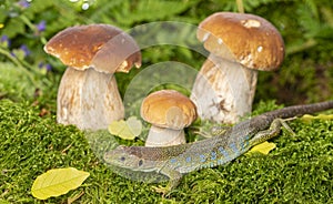 A cute lizard in forest still life with mushrooms