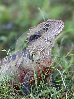 Cute lizard in the grass