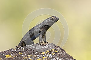 Cute lizard stand up on rock in Idaho