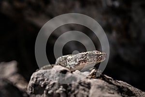 Cute lizard taking sun on rock stone