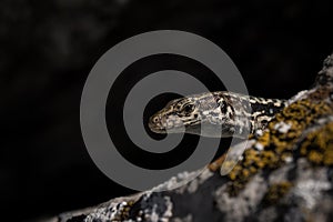 Cute lizard taking sun on rock stone